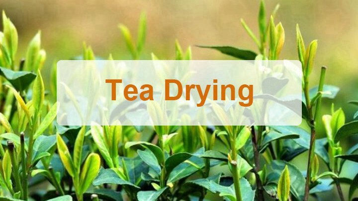 Tea drying