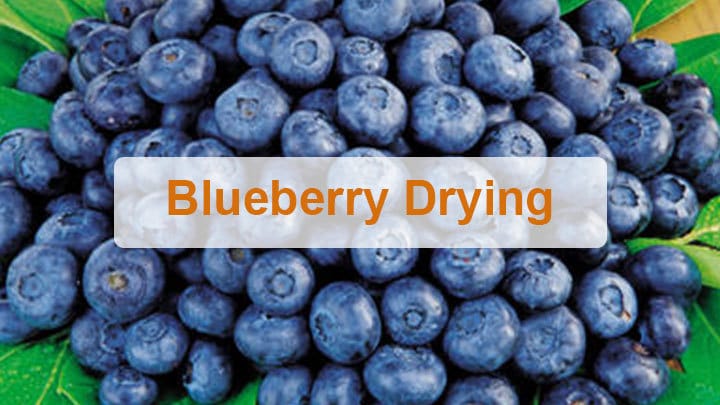 Blueberry drying