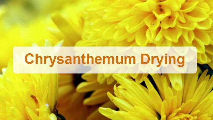 Chrysanthemum drying