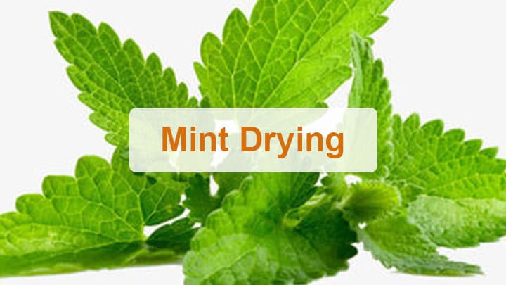 Cover-mint drying
