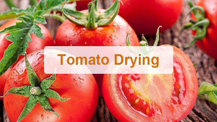 Cover-tomato drying