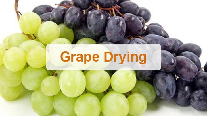 Grape drying