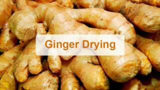 Ginger drying