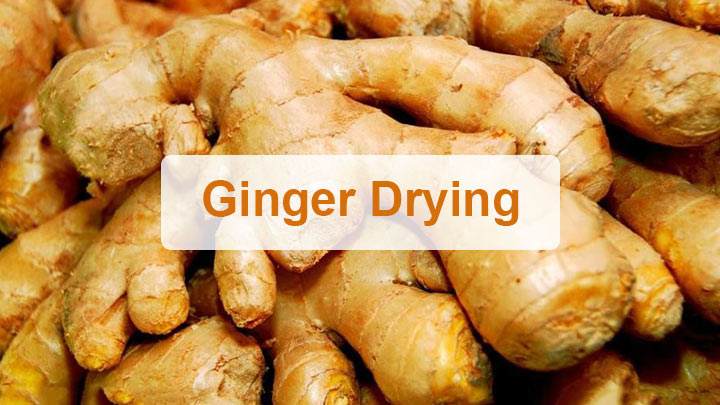 Ginger drying
